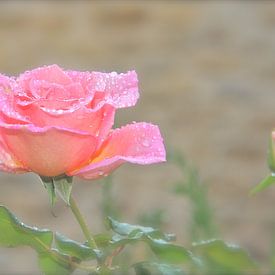 Rose with raindrops van ArtelierGerdah