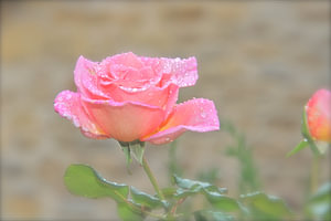 Rose with raindrops