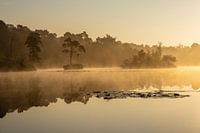 Golden reflection in Brabant nature