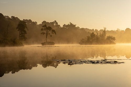 Gouden reflectie in de Brabantse natuur