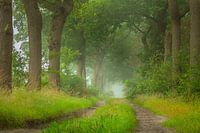 Doldersummerveld woodland lane