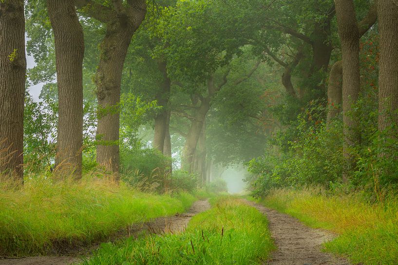 Doldersummerveld woodland lane by Mark van der Walle