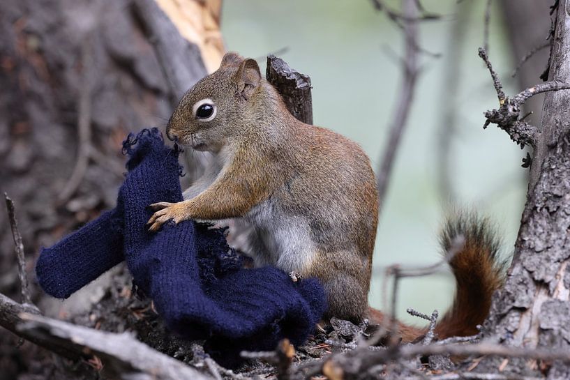 Squirrel mit Handschuh von Frank Fichtmüller