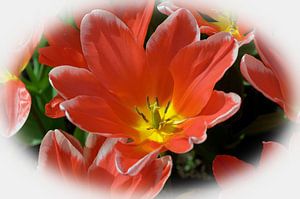 Tulipe