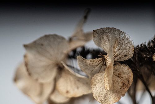 Feine, zarte Strukturen in hellen Farbtönen, stimmungsvolle natürliche Schönheit