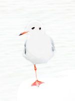 Gull rests on boat