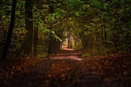 Forest 01 by Aron Nijs