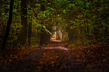 Wald 01