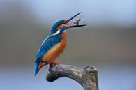Eisvogel - Fütterungszeit! Männchen fängt einen Döbel von IJsvogels.nl - Corné van Oosterhout Miniaturansicht