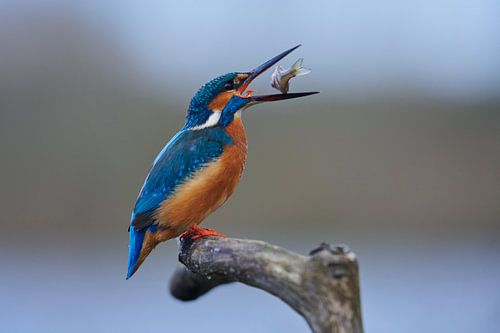 IJsvogel - Etenstijd! Mannetje vangt een bittervoorn