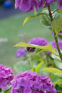 Hortensia met slak
