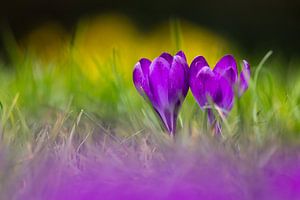 Crocus mauves sur Caroline Piek