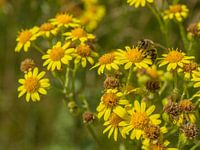 Bee embraces flower