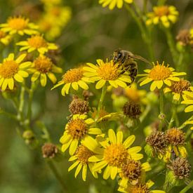 Bee embraces flower by Hannon Queiroz