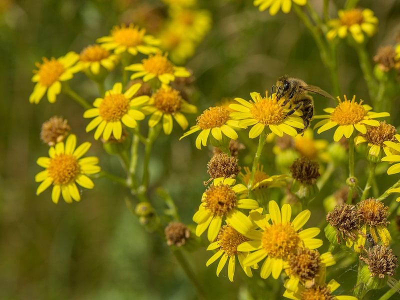 Bee embraces flower by Hannon Queiroz