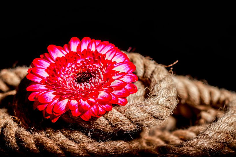 Bloem op zwarte achtergrond van Liberty Biesma