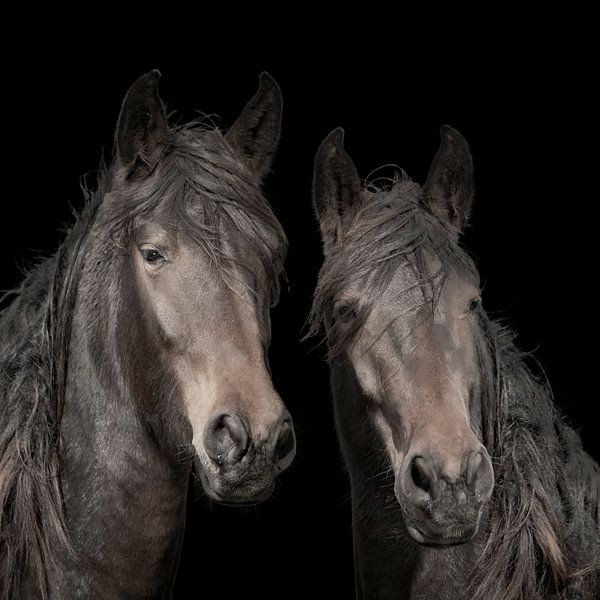 KWPN horses, warm-blooded horses by Gert Hilbink