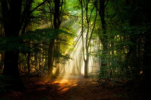 Ochtendlicht in het Speulderbos