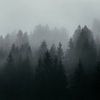 Conifers in the fog by Andreas Friedle