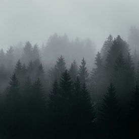 Nadelbäume im Nebel von Andreas Friedle