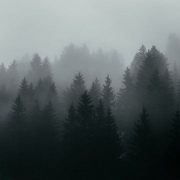 Nadelbäume im Nebel