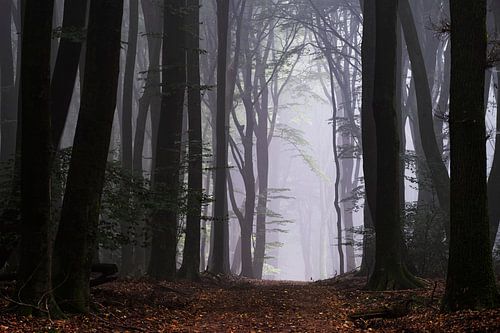 Willkommen im Wald