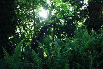 Ferns in a forest welcome the sun by FreddyFinn