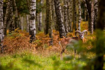 Moeflon in de Ardennen