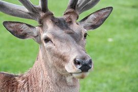 Ein Hirsch blickt ruhig von Ulrike Leone