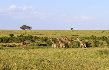 Prachtige giraffe in het wild van Afrika van MPfoto71
