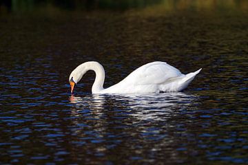 Swan van Ines Thun