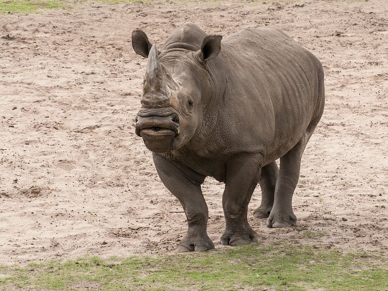 Rhinocéros blanc ou rhinocéros à larges lèvres : Safaripark Beekse Bergen par Loek Lobel