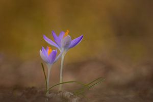 crocus sur John Leeninga