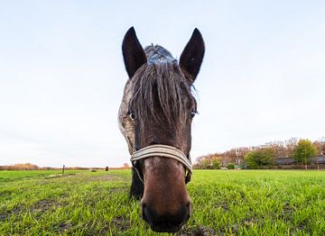 Paard in close up van Brian Morgan