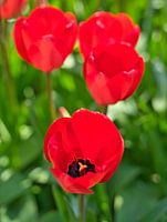 Red tulips in full bloom