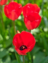 Red tulips in full bloom by Bart Nikkels