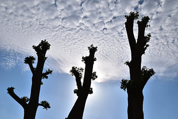 3 arbres élagués