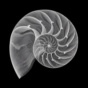 Sea Shell Art