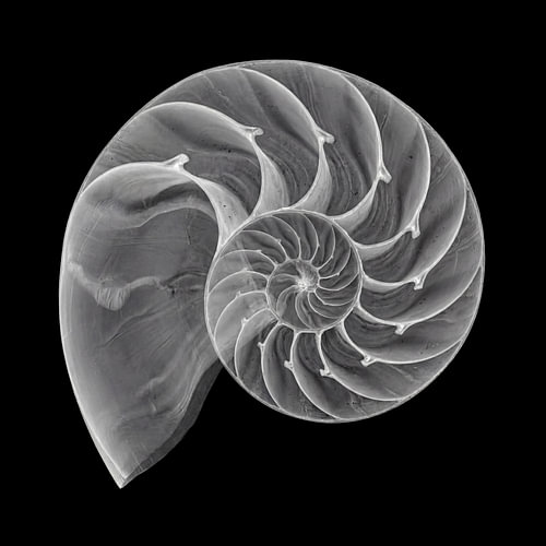 Sea Shell Art