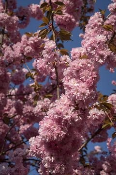 Fleurs roses du cerisier d'ornement