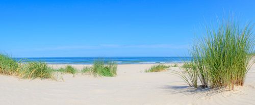 Duingras aan het Noordzeestrand op een zomerse dag