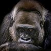 Porträt eines Westlichen Flachlandgorillas mit einem nachdenklichen Blick in den Augen von Triki Photography