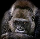 Portrait of a Western lowland gorilla with a thoughtful expression by Triki Photography thumbnail