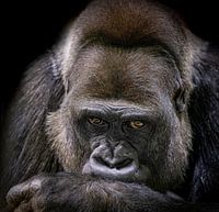 Portrait of a Western lowland gorilla with a thoughtful expression