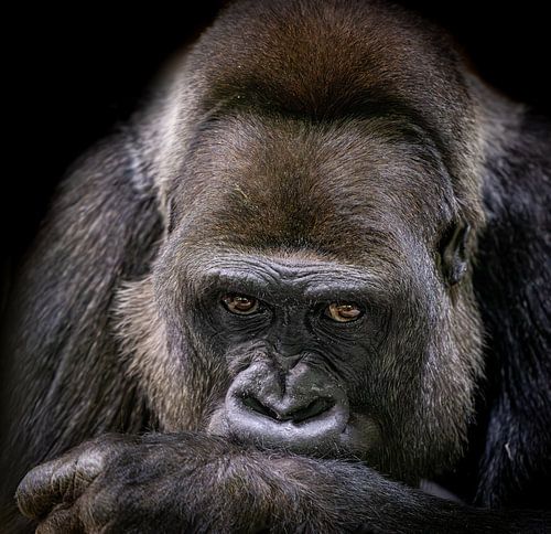 Porträt eines Westlichen Flachlandgorillas mit einem nachdenklichen Blick in den Augen von Triki Photography