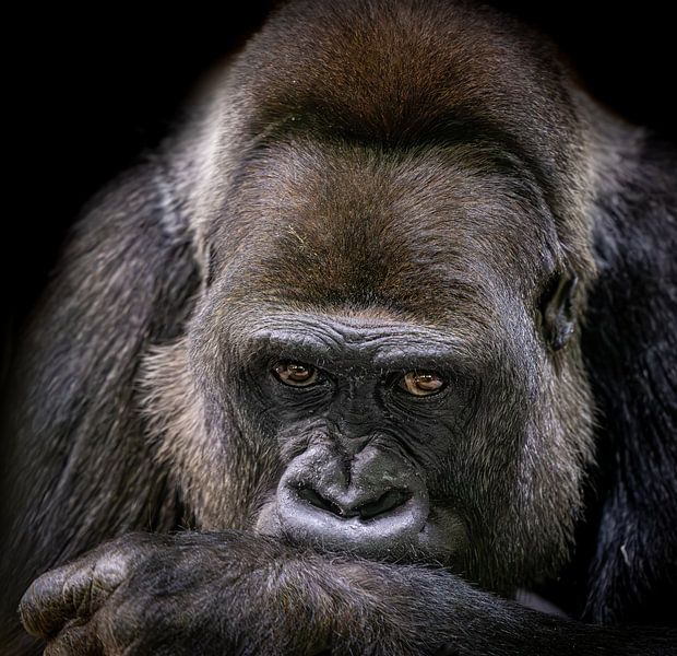 Portrait of a Western lowland gorilla with a thoughtful expression by Triki Photography
