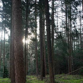 To let the forest speak by Anne Roos Van Veen