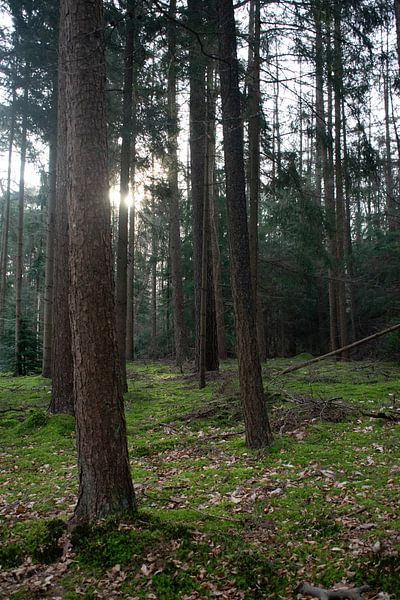 To let the forest speak by Anne Roos Van Veen