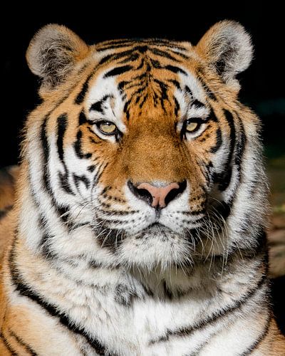 Beeindruckender Tiger im Ouwehands Zoo