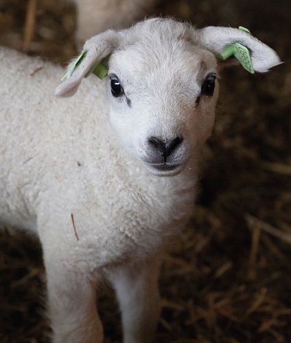 Sweet little lamb